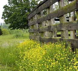Scenic photo of grass, wildflowers, and a country fence