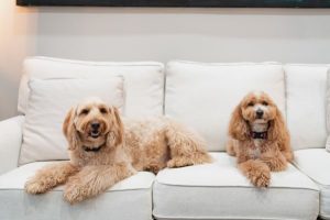 Office dogs